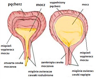 Opróżnianie pęcherza Opróżnianie pęcherza